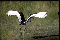 Saddlebill Stork