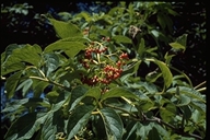 Bunchberry Elder