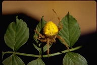 Araneus gemmoides