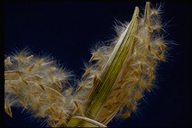 Oleander (seeds)
