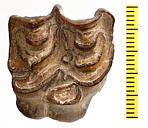 Pliohippus stylodontus stylodontus