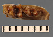 Plesiosorex latidens