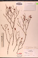 Eriogonum heermannii var. occidentale
