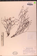 Eriogonum apricum