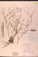 Eriogonum apricum