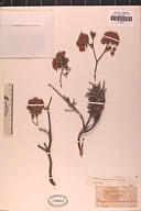 Eriogonum arborescens