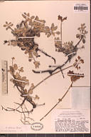 Eriogonum diclinum