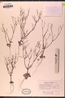 Eriogonum ampullaceum