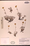 Eriogonum douglasii var. meridionale