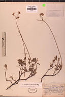 Eriogonum congdonii