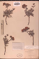 Eriogonum arborescens