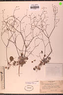 Eriogonum collinum