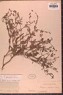 Eriogonum gossypinum