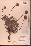 Eriogonum grande var. rubescens