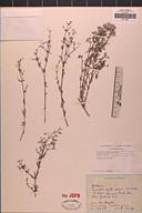 Galium angustifolium ssp. gabrielense
