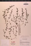 Galium cliftonsmithii