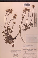 Packera ionophylla
