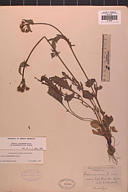 Packera streptanthifolia