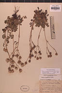Packera ionophylla