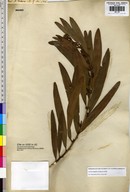 Long-leaf Wattle