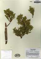 Juniperus occidentalis var. australis