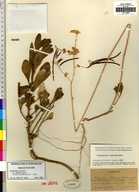 Streptanthus tortuosus var. optatus