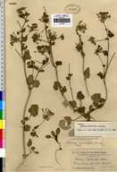 Abronia sparsifolia