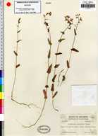 Streptanthus squamiformis