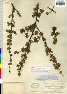 Adelia rotundifolia