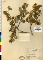 Amelanchier utahensis