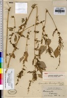 Amaranthus brandegei