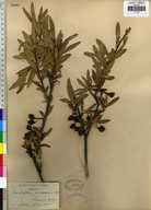 Peraphyllum ramosissimum