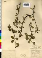 Amelanchier utahensis