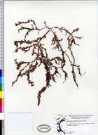 Delesseria salicifolia