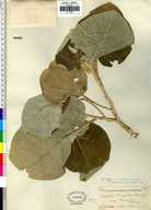 Croton suberosus