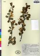 Amelanchier alnifolia var. cusickii