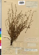 Plagiobothrys trachycarpus