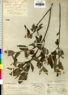 Croton ramillatus var. insignilobus
