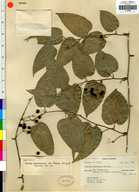 Smilax moranensis var. mexiae