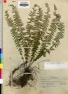 Asplenium sessilifolium var. occidentale