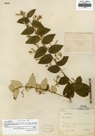 Ainsliaea pertyoides var. albotomentosa