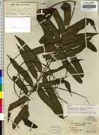 Lomariopsis kingii