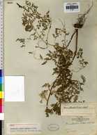 Dennstaedtia parksii