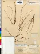 Plagiobothrys tener