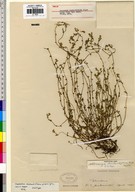 Plagiobothrys distantiflorus