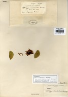 Hesperalbizia occidentalis