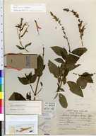 Salvia rubrifaux