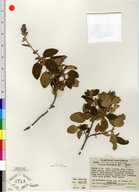 Salvia areolata