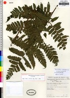 Megalastrum aureisquama