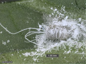 click for enlargement